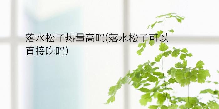 落水松子热量高吗(落水松子可以直接吃吗)