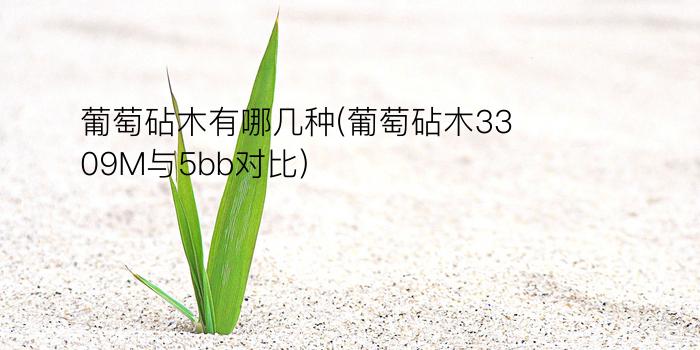 葡萄砧木有哪几种(葡萄砧木3309M与5bb对比)