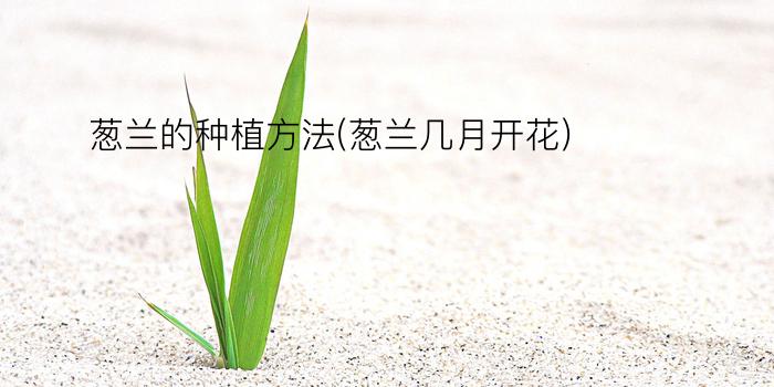 葱兰的种植方法(葱兰几月开花)