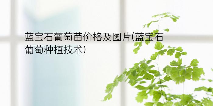 蓝宝石葡萄苗价格及图片(蓝宝石葡萄种植技术)