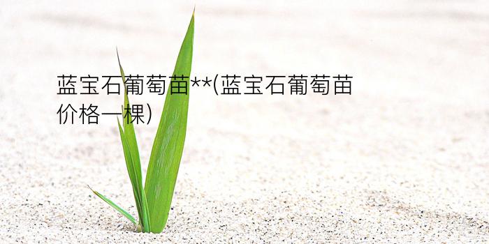 蓝宝石葡萄苗**(蓝宝石葡萄苗价格一棵)