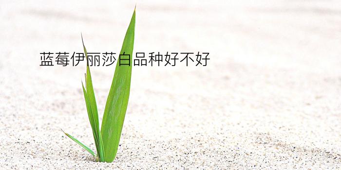 蓝莓伊丽莎白品种好不好