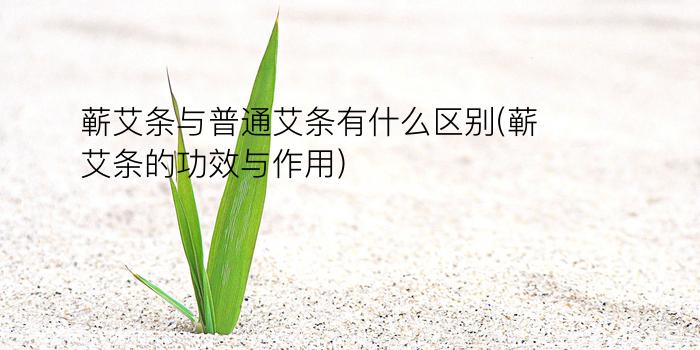 蕲艾条与普通艾条有什么区别(蕲艾条的功效与作用?)