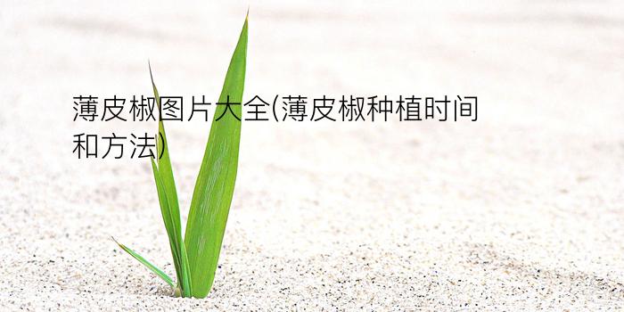 薄皮椒图片大全(薄皮椒种植时间和方法)