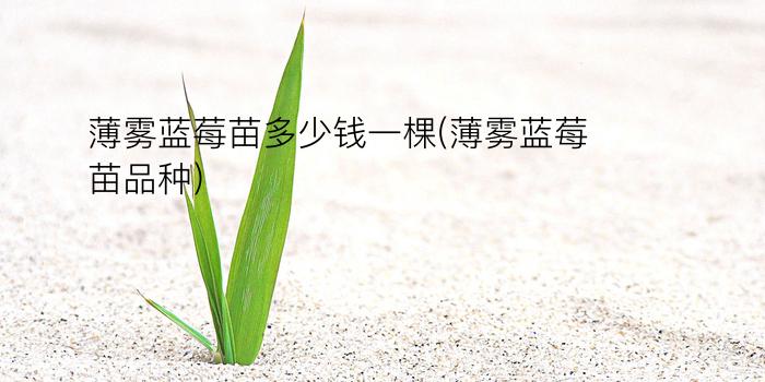 薄雾蓝莓苗多少钱一棵(薄雾蓝莓苗品种)