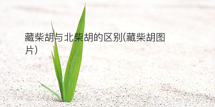 藏柴胡与北柴胡的区别(藏柴胡图片)