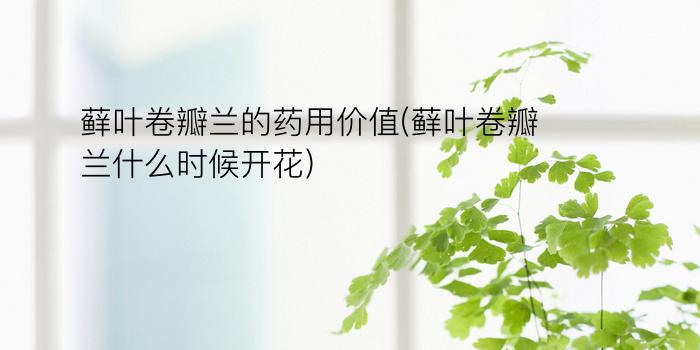 藓叶卷瓣兰的药用价值(藓叶卷瓣兰什么时候开花)