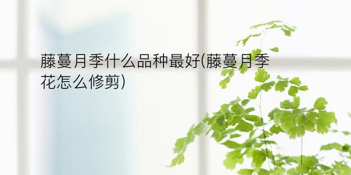 藤蔓月季什么品种最好(藤蔓月季花怎么修剪)