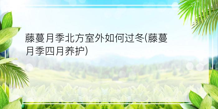 藤蔓月季北方室外如何过冬(藤蔓月季四月养护)