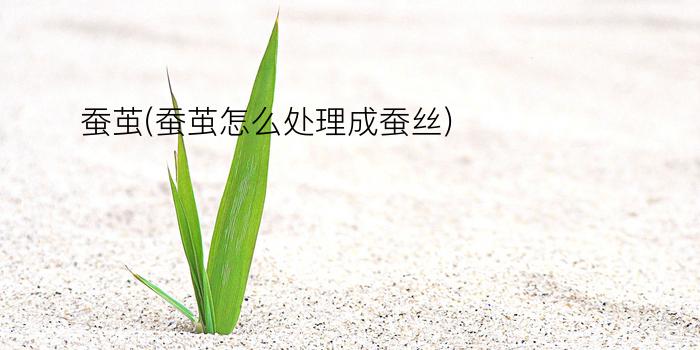 蚕茧(蚕茧怎么处理成蚕丝)