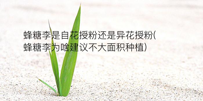 蜂糖李是自花授粉还是异花授粉(蜂糖李为啥建议不大面积种植)