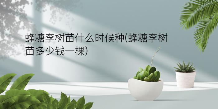 蜂糖李树苗什么时候种(蜂糖李树苗多少钱一棵)