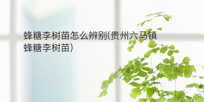 蜂糖李树苗怎么辨别(贵州六马镇蜂糖李树苗)