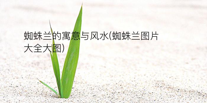 蜘蛛兰的寓意与风水(蜘蛛兰图片大全大图)