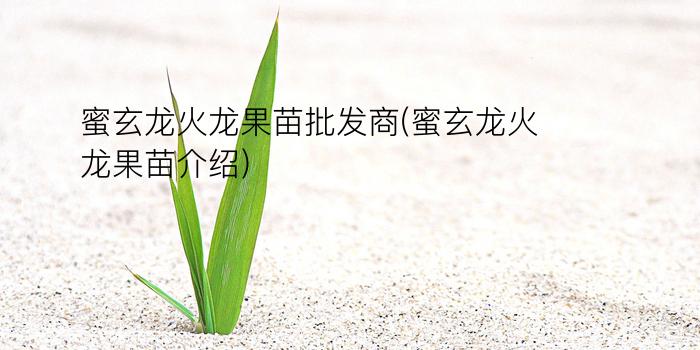 蜜玄龙火龙果苗批发商(蜜玄龙火龙果苗介绍)