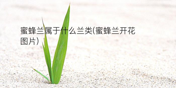 蜜蜂兰属于什么兰类(蜜蜂兰开花图片)