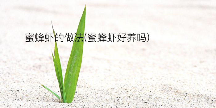 蜜蜂虾的做法(蜜蜂虾好养吗)