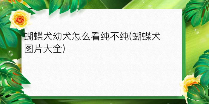 蝴蝶犬幼犬怎么看纯不纯(蝴蝶犬图片大全)