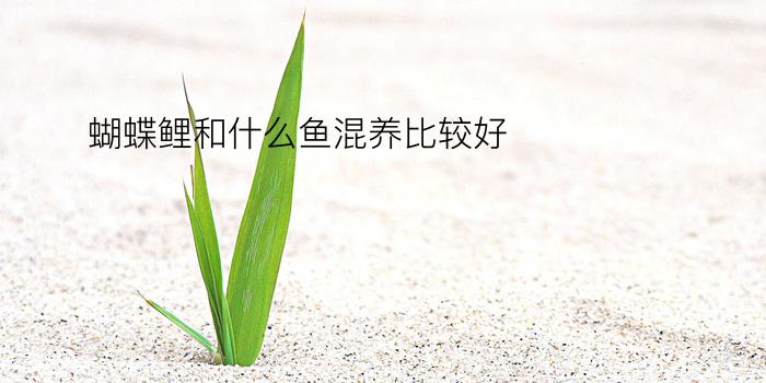 蝴蝶鲤和什么鱼混养比较好