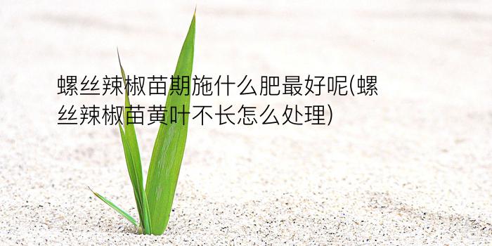 螺丝辣椒苗期施什么肥最好呢(螺丝辣椒苗黄叶不长怎么处理)