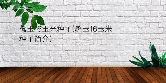 蠡玉16玉米种子(蠡玉16玉米种子简介)