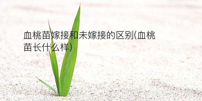 血桃苗嫁接和未嫁接的区别(血桃苗长什么样)