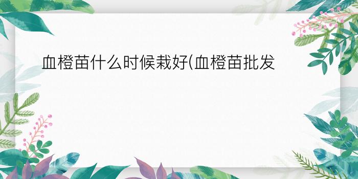 血橙苗什么时候栽好(血橙苗批发)