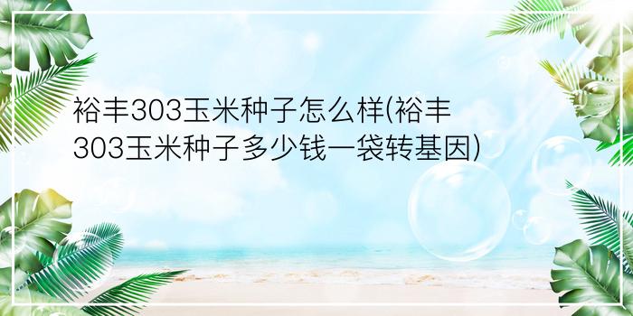 裕丰303玉米种子怎么样(裕丰303玉米种子多少钱一袋转基因)