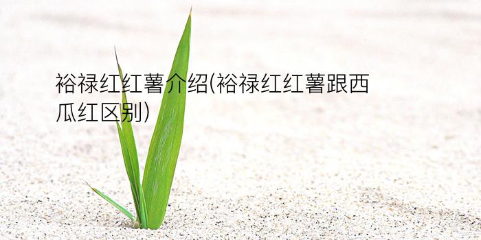 裕禄红红薯介绍(裕禄红红薯跟西瓜红区别)