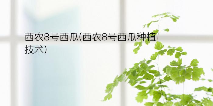 西农8号西瓜(西农8号西瓜种植技术)