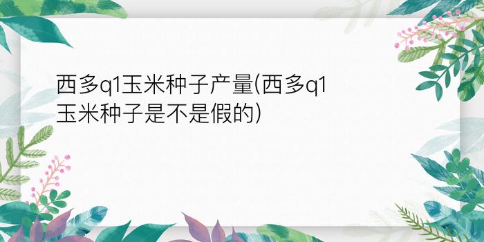 西多q1玉米种子产量(西多q1玉米种子是不是假的)