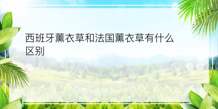 西班牙薰衣草和法国薰衣草有什么区别