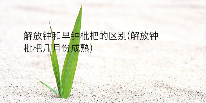 解放钟和早钟枇杷的区别(解放钟枇杷几月份成熟)