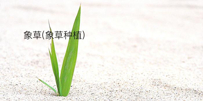 象草(象草种植)