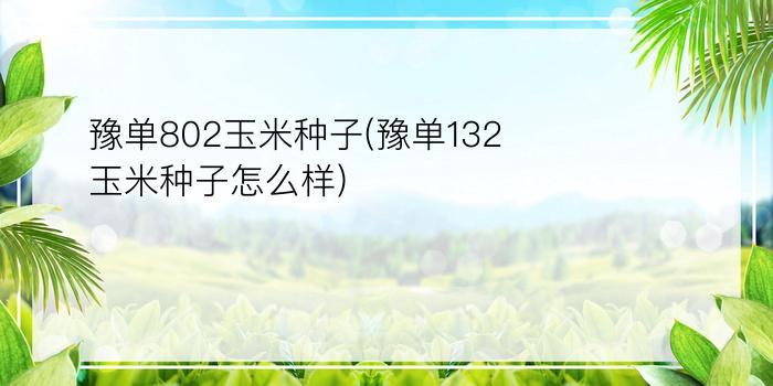 豫单802玉米种子(豫单132玉米种子怎么样)