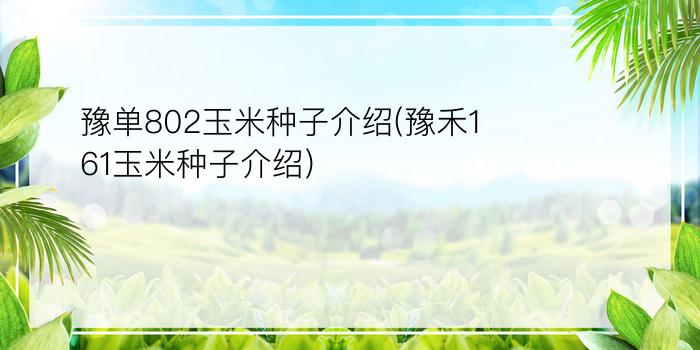 豫单802玉米种子介绍(豫禾161玉米种子介绍)