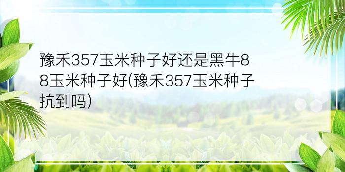 豫禾357玉米种子好还是黑牛88玉米种子好(豫禾357玉米种子抗到吗)