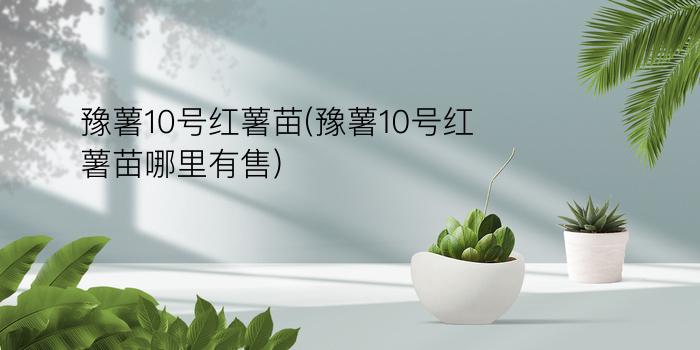 豫薯10号红薯苗(豫薯10号红薯苗哪里有售)