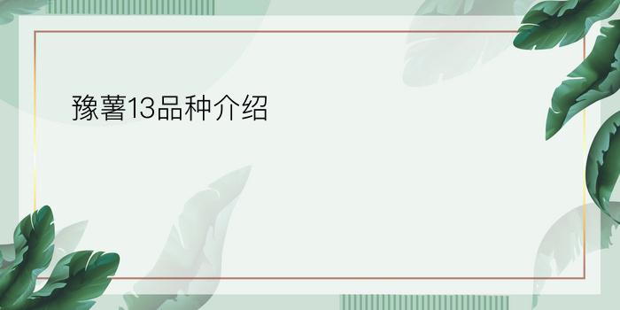 豫薯13品种介绍