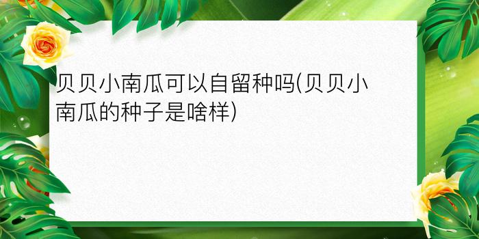 贝贝小南瓜可以自留种吗?(贝贝小南瓜的种子是啥样)