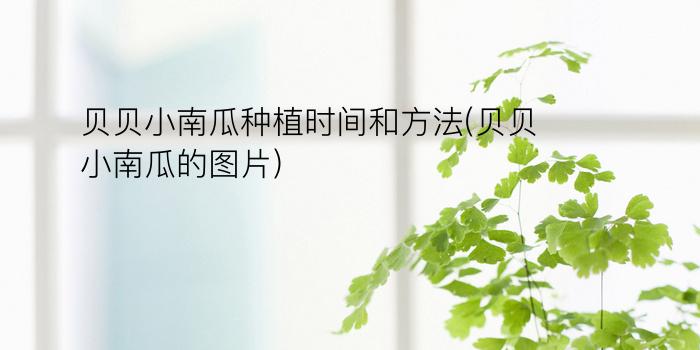 贝贝小南瓜种植时间和方法(贝贝小南瓜的图片)