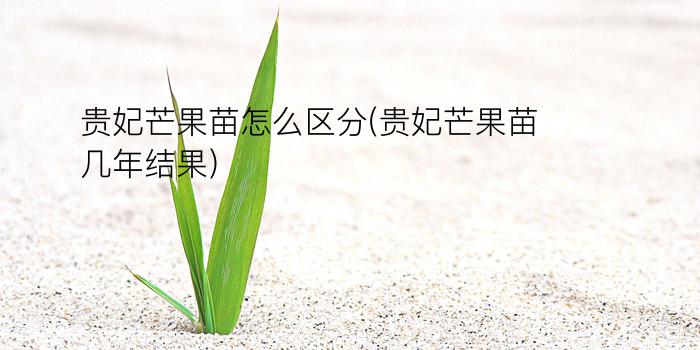 贵妃芒果苗怎么区分(贵妃芒果苗几年结果)