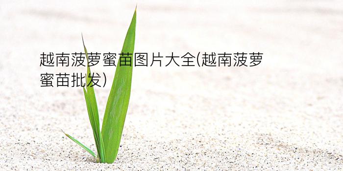 越南菠萝蜜苗图片大全(越南菠萝蜜苗批发)