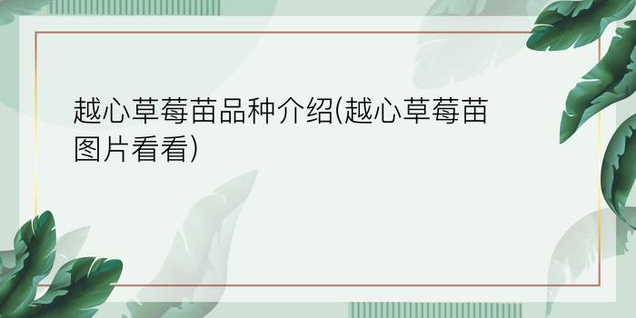 越心草莓苗品种介绍(越心草莓苗图片看看)