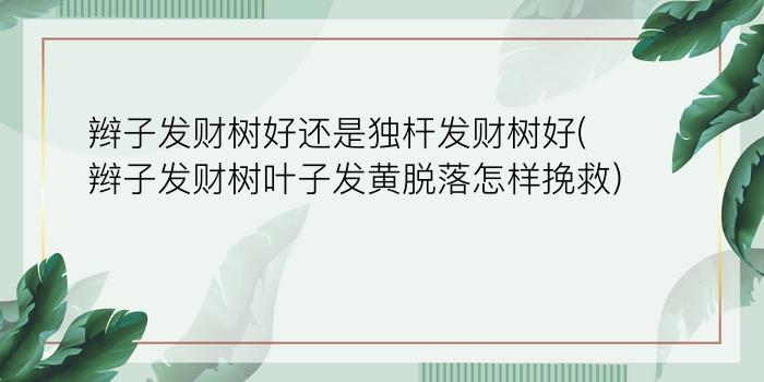 辫子发财树好还是独杆发财树好(辫子发财树叶子发黄脱落怎样挽救)