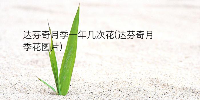 达芬奇月季一年几次花(达芬奇月季花图片)