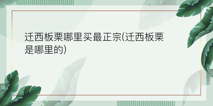 迁西板栗哪里买最正宗(迁西板栗是哪里的)