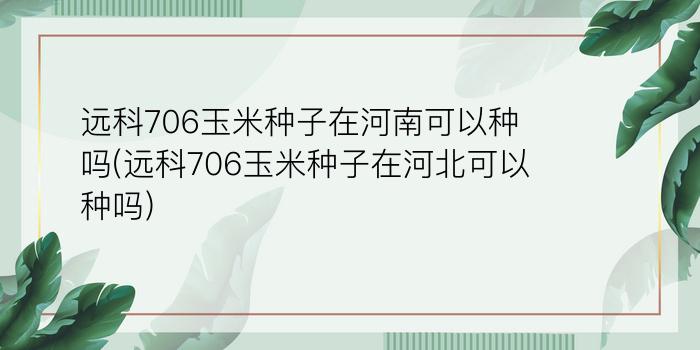 远科706玉米种子在河南可以种吗(远科706玉米种子在河北可以种吗)