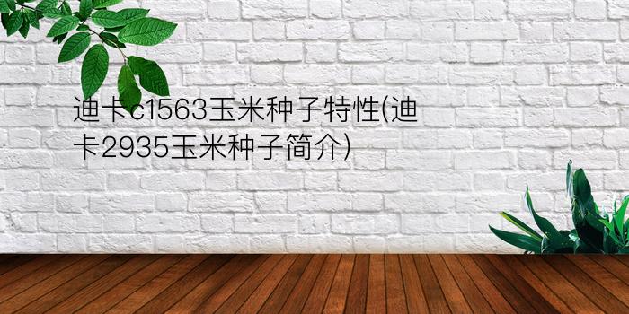 迪卡c1563玉米种子特性(迪卡2935玉米种子简介)