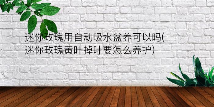 迷你玫瑰用自动吸水盆养可以吗(迷你玫瑰黄叶掉叶要怎么养护)